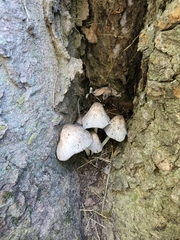 Coprinopsis insignis