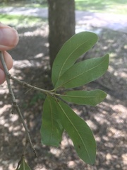 Quercus laurifolia