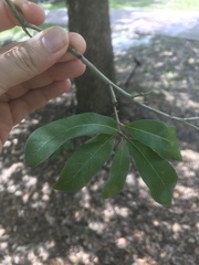 Quercus laurifolia