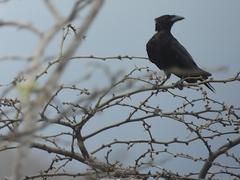 Corvus palmarum