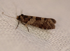 Lepidoscia heliochares