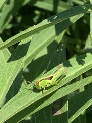 Orthoptera