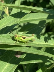 Orthoptera