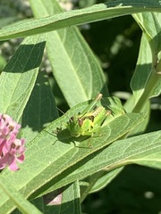 Orthoptera