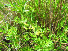 Bouvardia longiflora