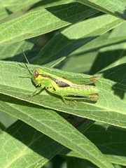 Orthoptera