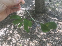Quercus laurifolia