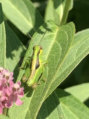 Orthoptera