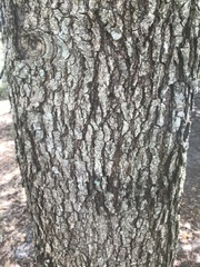 Quercus laurifolia