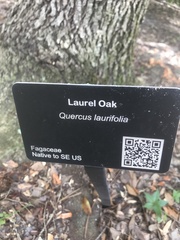 Quercus laurifolia