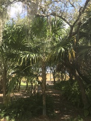 Thrinax radiata