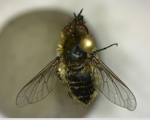 iNaturalist observation photo of Conophorus