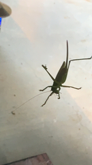 Hubbellia marginifera