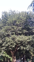 Celtis caucasica