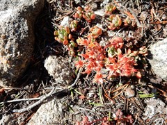Sedum obtusatum