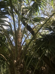Thrinax radiata