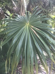 Thrinax radiata