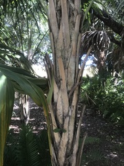 Thrinax radiata