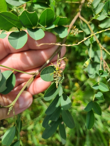 Image of Indigofera tinctoria by (c) ritirene, some rights reserved (CC BY)