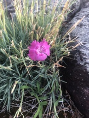 Dianthus plumarius