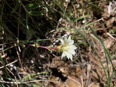 Gentiana scabrida