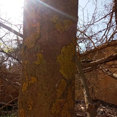 Xanthoria parietina