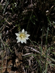 Gentiana scabrida