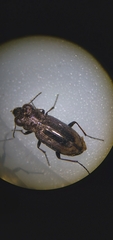 Notiophilus sylvaticus