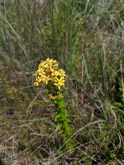 Hypericum cistifolium
