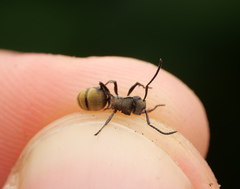 Polyrhachis limbata
