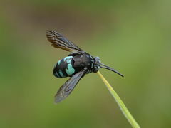 Thyreus nitidulus nitidulus