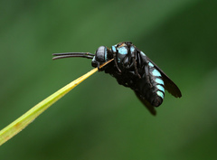 Thyreus nitidulus nitidulus