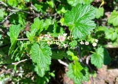 Ribes acerifolium