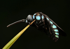 Thyreus nitidulus nitidulus