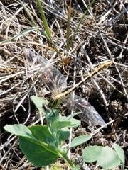 Ophiogomphus severus