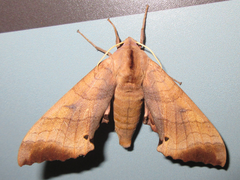 Marumba gaschkewitschii