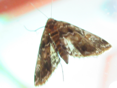 Elophila turbata