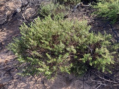 Olearia revoluta