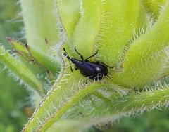 Haplorhynchites aeneus