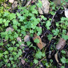 Ranunculus sessiliflorus