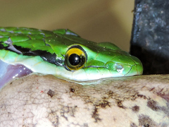 Leptophis diplotropis
