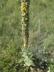 Verbascum thapsus