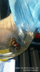 Nicrophorus americanus