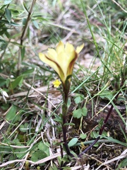 Gentiana scabrida