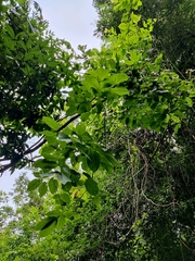 Combretum latifolium