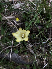 Gentiana scabrida