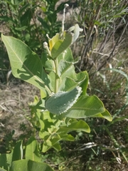 Asclepias speciosa