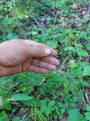 Agrostis clavata