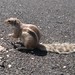 Barbary Ground Squirrel - Photo (c) Sandy__R, some rights reserved (CC BY)