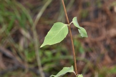 Monarda lindheimeri
